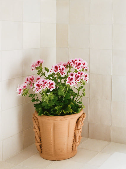 Terracotta Planter